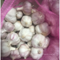 China normal white garlic alho/Ail/ajo , fresh red garlic export 2021